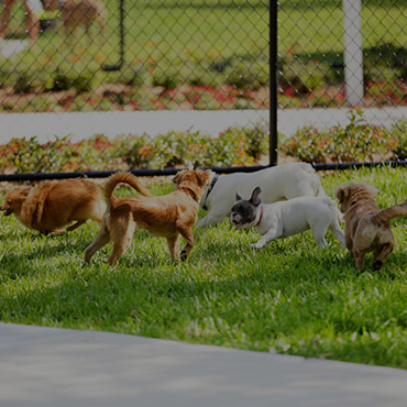 Large Dog Park at Emerald Towers Apartments Large Dog Park at Emerald Towers Apartments
