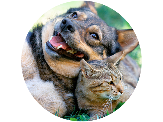 Pet Friendly Apartments in Colorado Springs Pet Friendly Apartments in Colorado Springs
