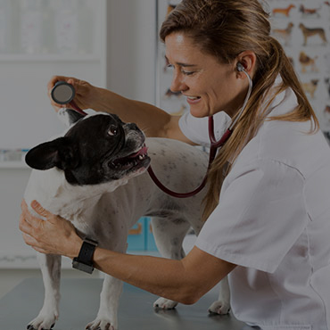 Nearby Pet Friendly Hospitals in Colorado Springs Nearby Pet Friendly Hospitals in Colorado Springs